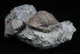 Platystrophia Brachiopods From Kentucky #1841-1